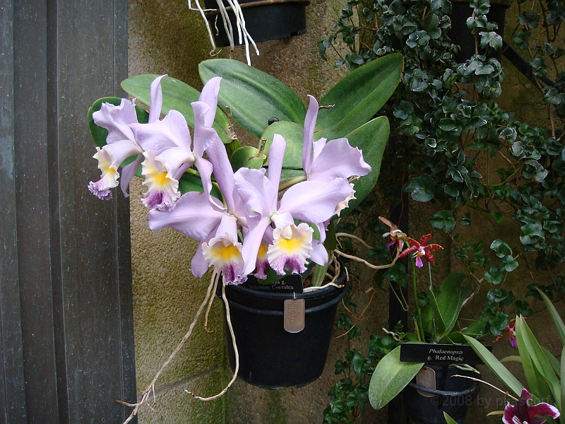 373 Longwood Gardens [2008 August 23].JPG - Longwood Gardens in Pennsylvania